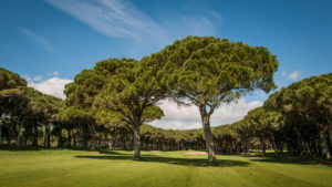 The umbrella pines are the defining characteristic of Golf Platja de Pals.